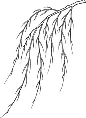 Black and white sketch of a weeping willow branch with long, drooping leaves outline