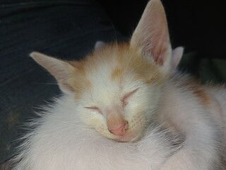 portrait of a cat with blue eyes