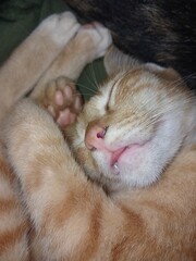 cat sleeping on a pillow