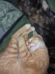 cat sleeping on the couch