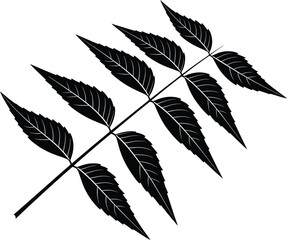 Silhouette of a Compound Leaf with Serrated Edges on a White Background leaves black