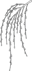 Black and White Line Drawing of a Weeping Willow Branch with Numerous Small Leaves tree nature