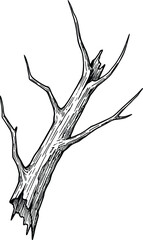 Black and white sketch of a broken, gnarled tree branch with sharp points drawing