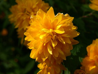 Yaeyamabuki(八重山吹)