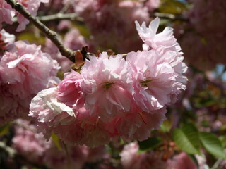 Double cherry blossoms (八重桜)