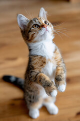 Obraz premium Kitten standing upright with curious expression 