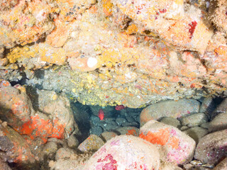 ゴマヒレキントキ, Glasseye, Blotched Bigeye, Heteropriacanthus cruentatus, キントキダイ科,
アカマツカサ, Blotcheye soldierfish, Myripristis berndti, イットウダイ科,
イボヤギ, Orange Cup Coral,
他の群れ。
静岡県伊豆半島南伊豆町中木ヒリゾ浜-2025年
