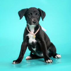 Cute black puppy with a pearl collar, sitting alone and looking at the camera on a blue-greenish background