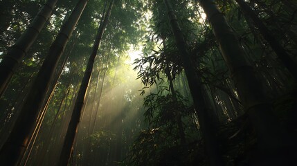 Naklejka premium Dramatic, upward-angled shot showcasing a dense bamboo forest bathed in the warm, ethereal glow of sunlight penetrating through the canopy.