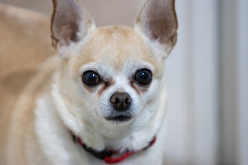 Closeup of white and yellow chihuahua's face