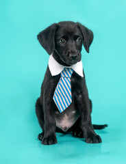 Cute black puppy wearing a tie, sitting alone and looking at the camera on a blue-greenish background