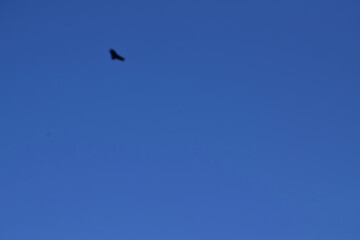 bird in flight