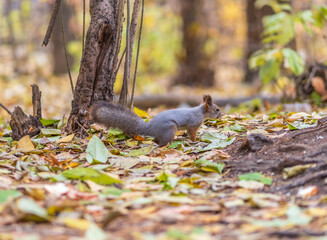 Squirrel in autumn hides nuts on the green grass with fallen yellow leaves