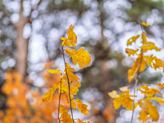 Oak branches with yellow leaves in autumn park