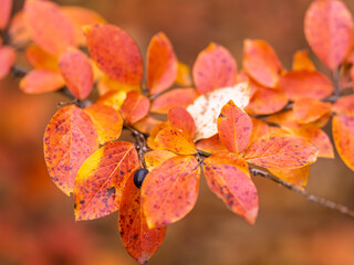 Branches with orange, red and yellow leaves in the autumn park.