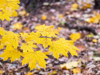 Maple branches with yellow leaves in autumn, in the light of sunset.