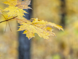 Maple branches with yellow leaves in autumn, in the light of sunset.