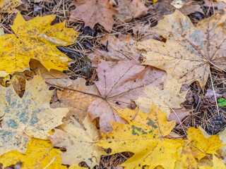 Orange and yellow fallen leaves in the sunlight.