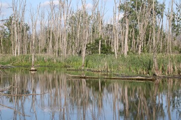 landscape shot of wetland with amazing reflection