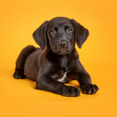 Cute brown puppy lying alone and looking at camera on a yellow background