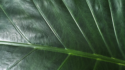 Dark green leaf texture background with copy space