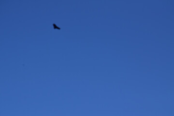 bird in flight