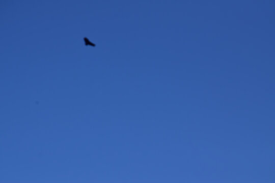 bird in flight