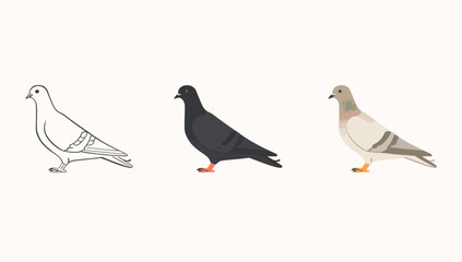 Vector art of three pigeon illustrations in different styles line art, silhouette and color