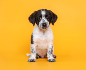 Cute black and white puppy sitting alone and looking at camera on a yellow background