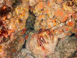 イセエビ, 伊勢海老,  
英名学名科目：Japanese Spiny Lobster, Panulirus japonicus, イセエビ科,
イボヤギ, Orange Cup Coral,
カイメン, Sea Sponge,
ソフトコーラル, Soft Coral,
他の群れ。
静岡県伊豆半島南伊豆町中木ヒリゾ浜-2025年
