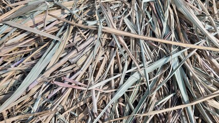 Pile of dry sugarcane leaves forming natural brown pattern, great for eco-design backgrounds.