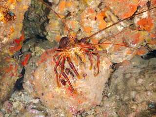 イセエビ, 伊勢海老, Japanese Spiny Lobster, Panulirus japonicus, イセエビ科,
イボヤギ, Orange Cup Coral,
カイメン, Sea Sponge,
ソフトコーラル, Soft Coral,
他の群れ。
静岡県伊豆半島南伊豆町中木ヒリゾ浜-2025年

