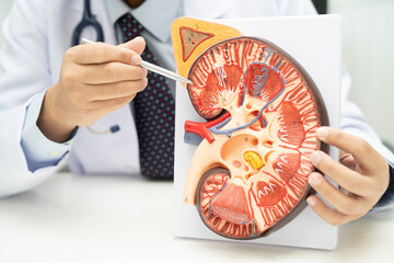 Kidney disease, Chronic kidney disease ckd, Doctor hold human model to treat and study in hospital.
