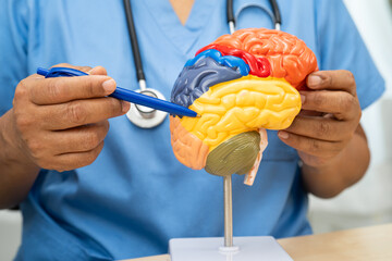 Alzheimer disease, Asian doctor holding brain anatomy model for study diagnosis and treatment in hospital.