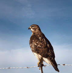 Hawk sitting on the fence