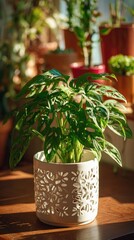 A lush green houseplant with unique leaf patterns sits in a white pot, bathed in sunlight