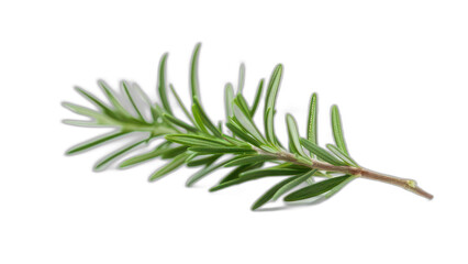 Fototapeta premium A close-up of a sprig of fresh, green rosemary with a dark background