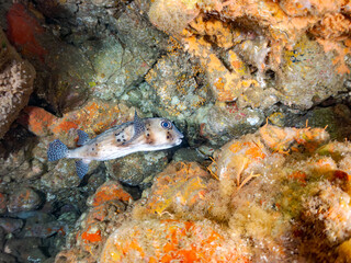 イシガキフグ, Pacific Burrfish, Chilomycterus reticulatus, ハリセンボン科,
イボヤギ, Orange Cup Coral,
カイメン, Sea Sponge,
ソフトコーラル, Soft Coral,
他の群れ。
静岡県伊豆半島南伊豆町中木ヒリゾ浜-2025年
