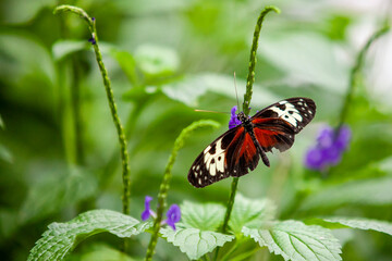 butterfly