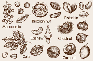 Handdrawn illustration of various nuts and seeds with labels