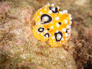 キイロイボウミウシ, Phyllidia ocellata, Sea Slug, イボウミウシ科,
他の群れ。
静岡県伊豆半島南伊豆町中木ヒリゾ浜-2025年
