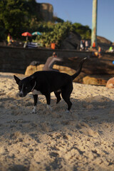 dog running on the beach