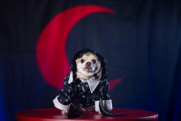 Small chihuahua dressed in a dark gothic-style dress with a red crescent moon in the background.