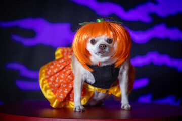 Small chihuahua puppy dressed in a bright orange wig and candy corn-inspired dress. Posed against a purple and black background.