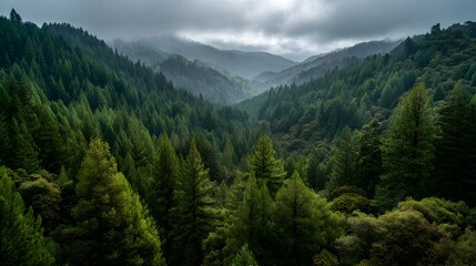 Panoramic view of a lush forest, where dense evergreen trees carpet rolling hills, cloaked in atmospheric mist and under a cloudy sky, evoking a sense of tranquility and natural beauty.