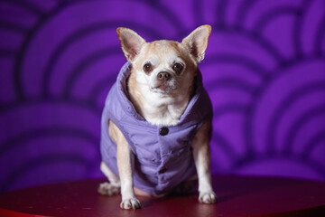 A chihuahua dressed in a stylish purple puffy coat, posed against a purple background.