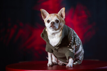 Chubby chihuahua in a green sweater, posed against a bold red and black background.