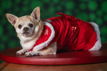 Tiny chihuahua puppy wearing a holiday-themed dress, posed on a green and black background. Perfect for Christmas.