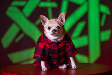 Adorable tan chihuahua puppy wearing a red flannel plaid shirt, sitting indoors. Rustic and cozy autumn vibes.