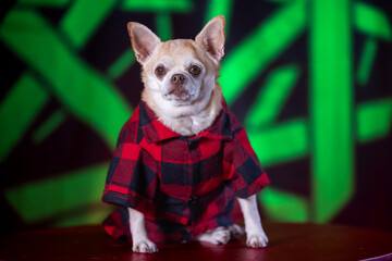 Adorable tan chihuahua puppy wearing a red flannel plaid shirt, sitting indoors. Rustic and cozy autumn vibes.